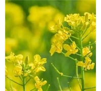 天然气专业
